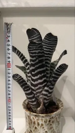 希少 Aechmea chantinii Black Select Hybridのサムネイル