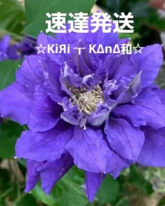 速達発送 クレマチス苗 入手困難品種 ☆KiЯi ┰ KΔnΔ和☆ ② - メルカリ