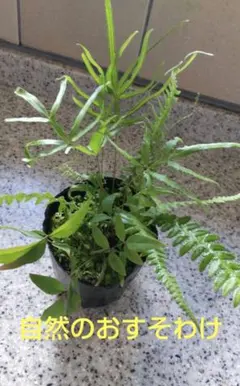 yukiko*様 リクエスト 2点 まとめ商品