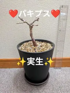 オペルクリカリアパキプス　実生のサムネイル