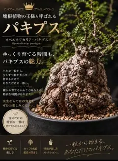 オペルクリカリア・パキプス種10粒のサムネイル