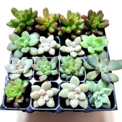 多肉植物　多肉弁当　多肉セット苗　多肉寄せ植え　多肉詰め合わせ　多肉セット苗