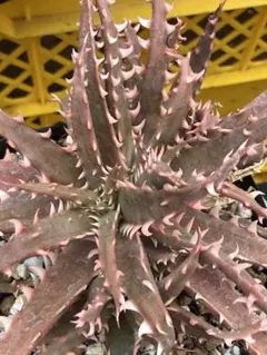 Dyckia Lipstick Traces - メルカリ