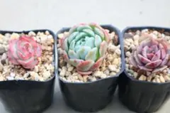 エケベリア3品種セット「シルエット&PastelLeon &クリームベリー」