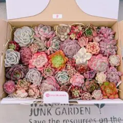 多肉植物 寄せ植え用 大盛り‼️ゆうパケットプラス専用BOXいっぱい♡D