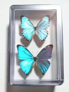2026年最新】標本 モルフォ蝶の人気アイテム - メルカリ