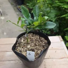 irizuki2様 リクエスト 4点 まとめ商品