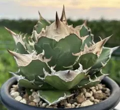 2025年最新】白犀の人気アイテム - メルカリ