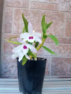 健康的なラン科植物の若い株のサムネイル
