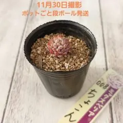 3号鉢 ちょこん札付きポットごとメルカリ便おらいさん苗ミックスベリア 3号鉢 ちょこん札付きポットごとメルカリ便おらいさん苗ミックスベリア