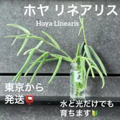かーまいん様 リクエスト 2点 まとめ商品