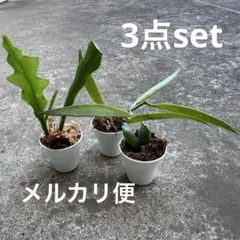 2026年最新】ビカクシダ苗の人気アイテム - メルカリ