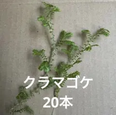クラマゴケ苗　20本苔 クッションモス セラギネラ　シダ植物