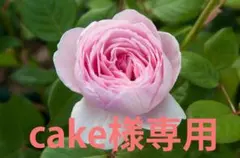 cake様専用　ジェフハミルトン　 ER　芽接ぎ苗　バラ　イングリッシュローズ