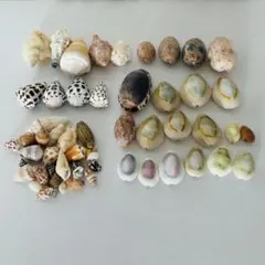 天然貝殻セット 工作素材 ハンドメイド その1（小さめ）
