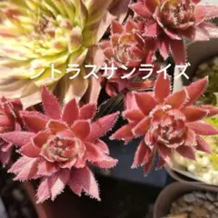 ☆多肉植物☆オランダローズ群生株・アエオニウム☆ - メルカリ