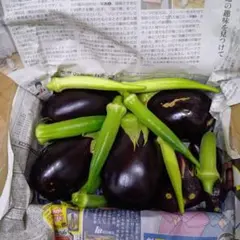 家庭菜園 米ナス オクラ 菜園中農薬不使用のサムネイル