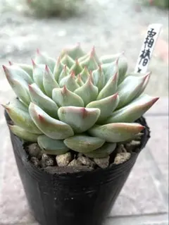 多肉植物　霜椿×ざわわ　抜き苗