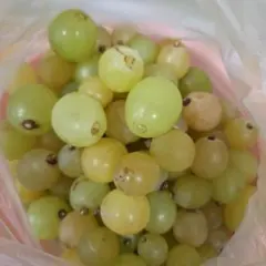 専用外します☆るぴなす様専用