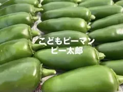 こどもピーマン ピー太郎 ネコポスのサムネイル