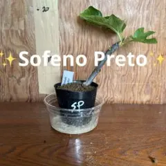 ✨いちじくウィーピングアップルパイ 苗✨ - メルカリ