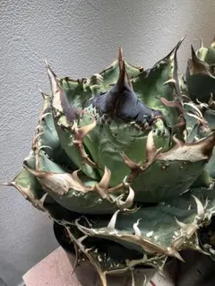 2026年最新】アガベ 親株の人気アイテム - メルカリ