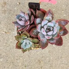 2025年最新】メキシカンジャイアント 多肉の人気アイテム - メルカリ