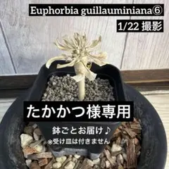 2026年最新】ギラウミニアナ 実生の人気アイテム - メルカリ