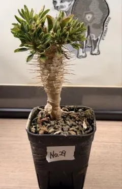 2026年最新】ギラウミニアナの人気アイテム - メルカリ