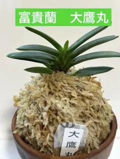 富貴蘭大鷹丸縞抜け - メルカリ