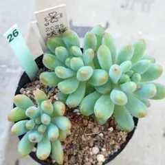 SALE❗️082多肉植物 つぶつぶ屋 あかずきん カット苗 寄せ植え