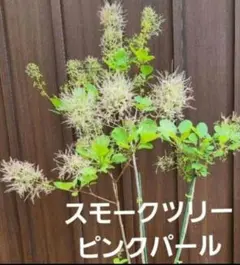 SG1スモークツリー赤花接木高さ100cm6号鉢物 大苗グレイス - メルカリ