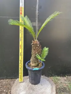 黄金ソテツ ソテツ 蘇鉄 塊根植物 サボテン アガベ ソテツ錦 - メルカリ
