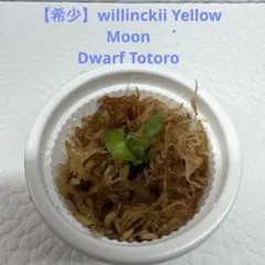 【希少】willinckii Yellow Moon Dwarf Totoroのサムネイル