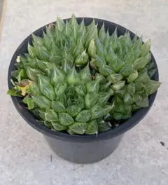 ハオルチア 多肉植物 観葉植物