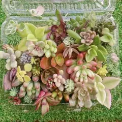 断捨離中即購入OK即納します様 リクエスト 2点 まとめ商品