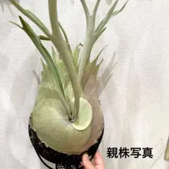 2026年最新】ベイチーワイルドの人気アイテム - メルカリ