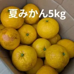【新鮮採れたて】静岡県産夏みかん5kgのサムネイル