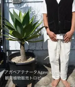 里山で完全野生化！幸運の木【ユッカグロリオサ＊アツバキミガヨラン