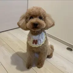 犬用スタイ╱猫用スタイ╱名入れスタイ／ベビースタイ 【S～LLサイズ】