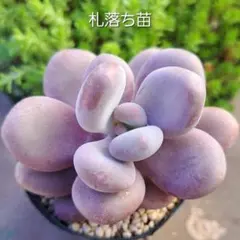 えみれん様 リクエスト 2点 まとめ商品