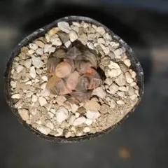 f*a様 ハオルチア　オブツーサ錦　水中月錦　56