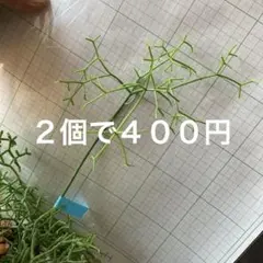 かえる様 リクエスト 3点 まとめ商品