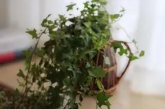 ベテラ 小型室内植物 バスケット - メルカリ