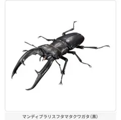いきもの大図鑑アドバンス　クワガタ01 マンディブラリスフタマタクワガタ　黒