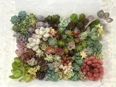 多肉植物 カット苗 お任せセット セダム中心 寄せ植え 初心者様にも！