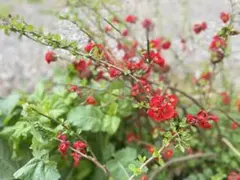 2026年最新】ヨニワンドの人気アイテム - メルカリ