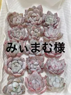 みぃまむ様 リクエスト 2点 まとめ商品