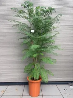 バンクシア グランディス 鉢植えK 苗 オージープランツ ドライガーデン