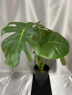 モンステラデリシオーサマクロコズム超希少系統鉢植え81㎝ - メルカリ